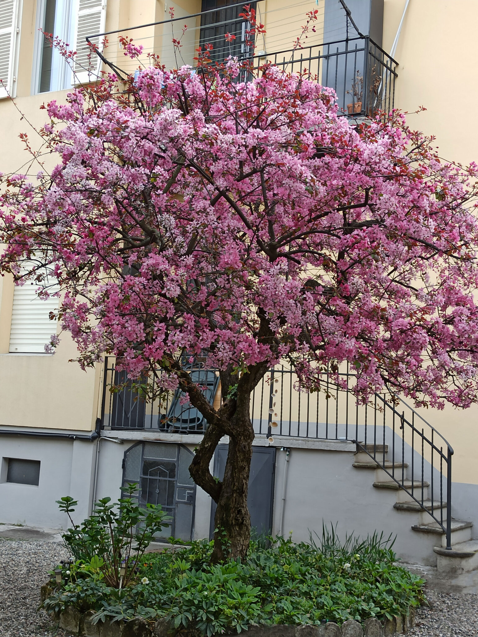 melino in fiore