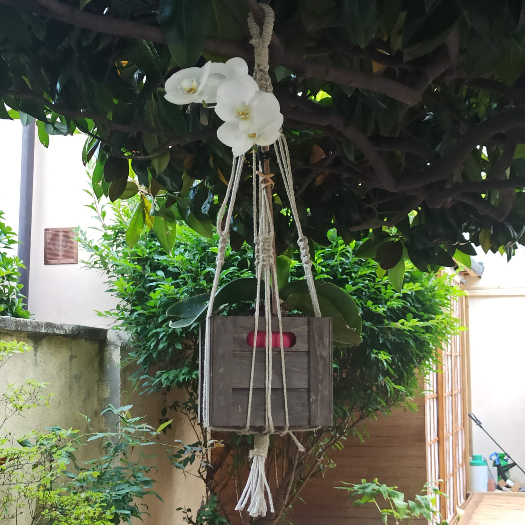Orchidea bianca
