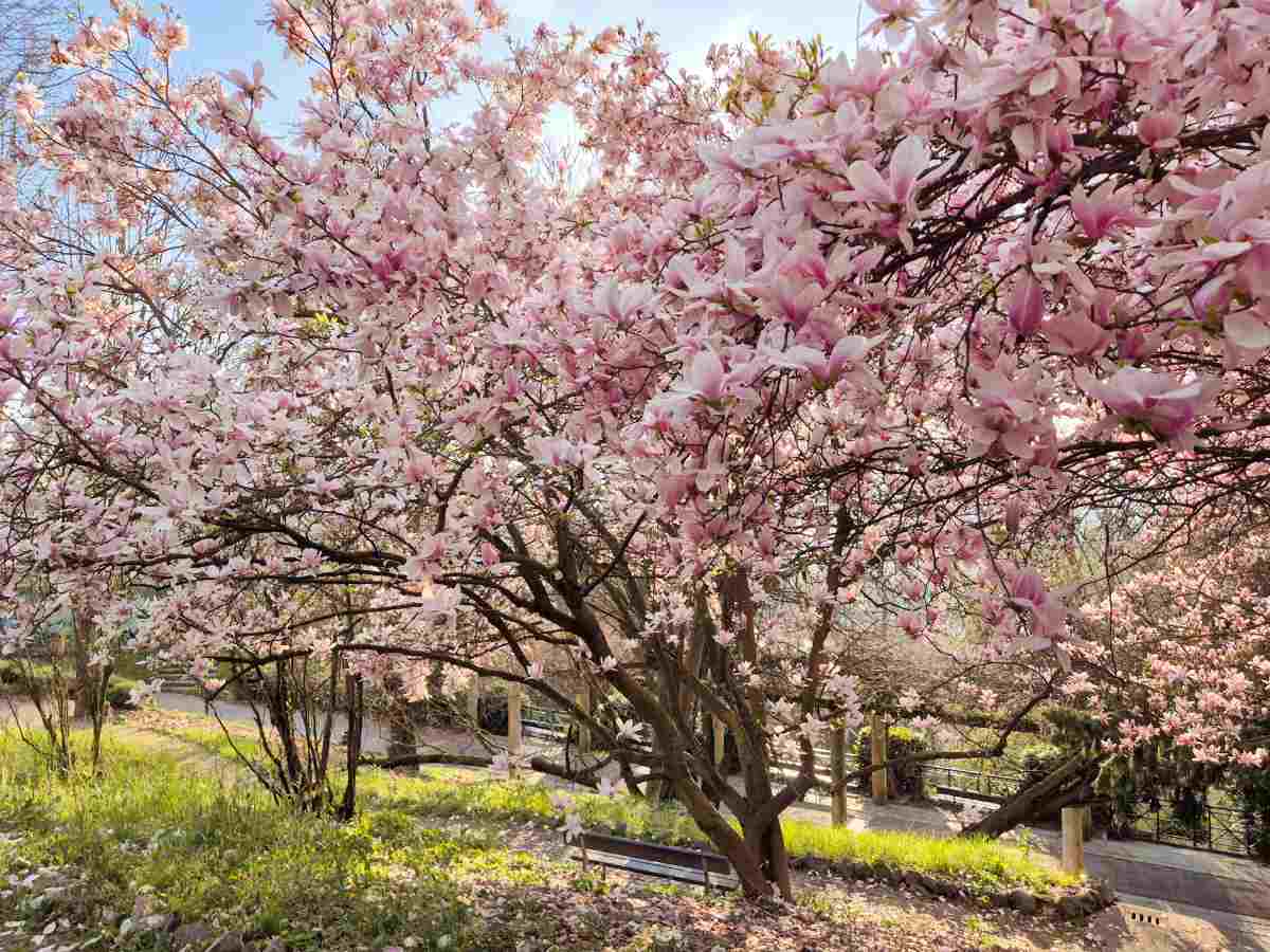 Parco Europa a Torino