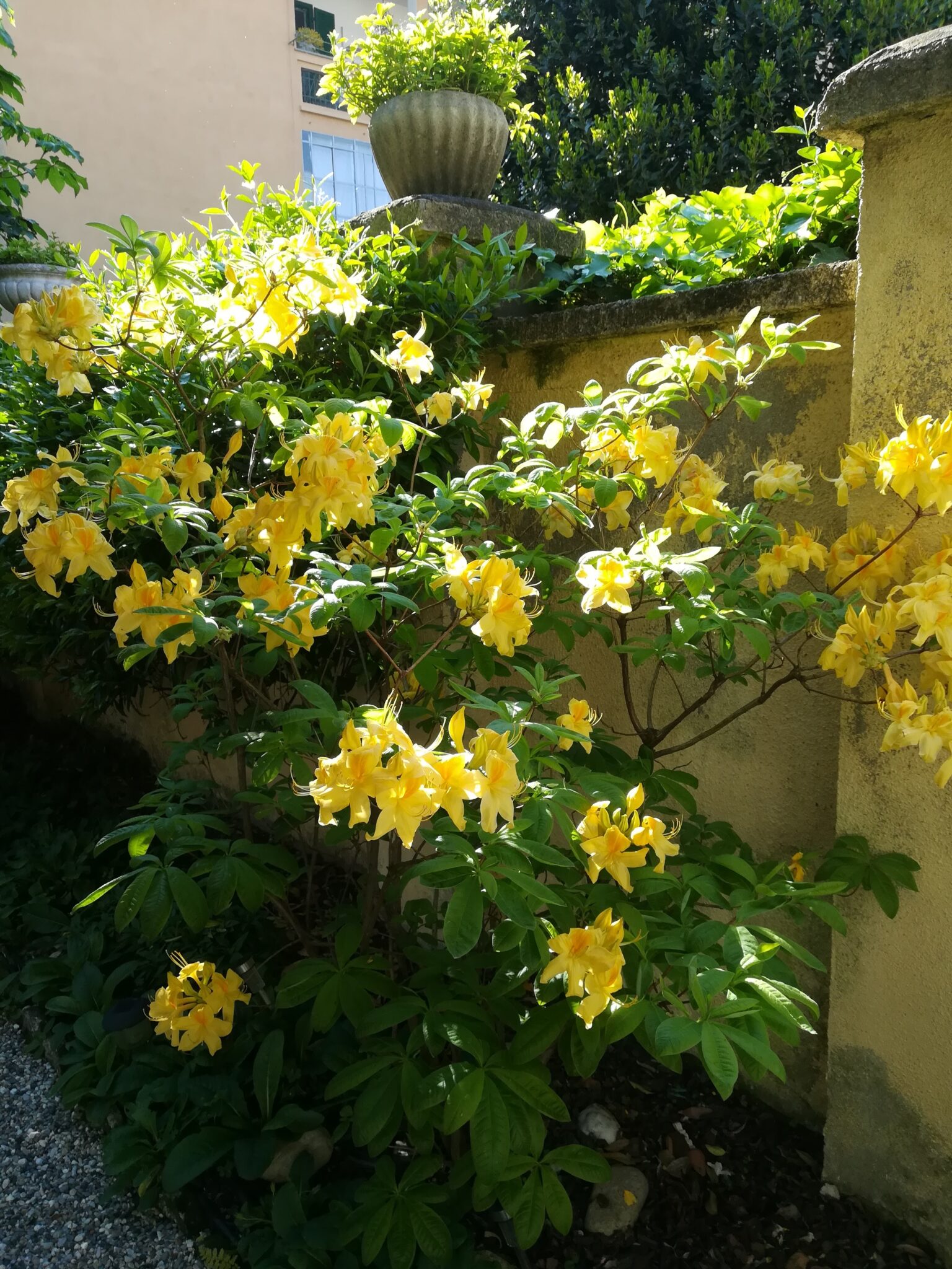 Azalea gialla