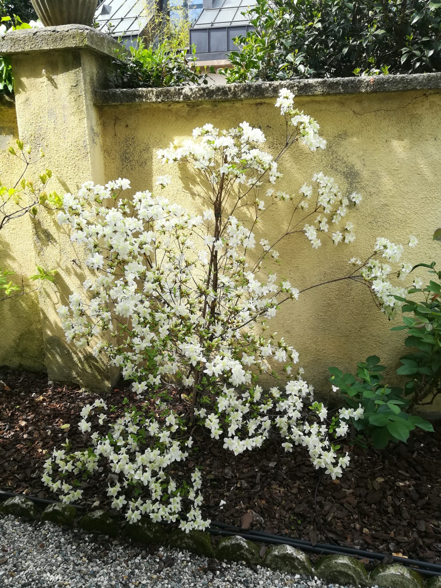 Azalea bianca