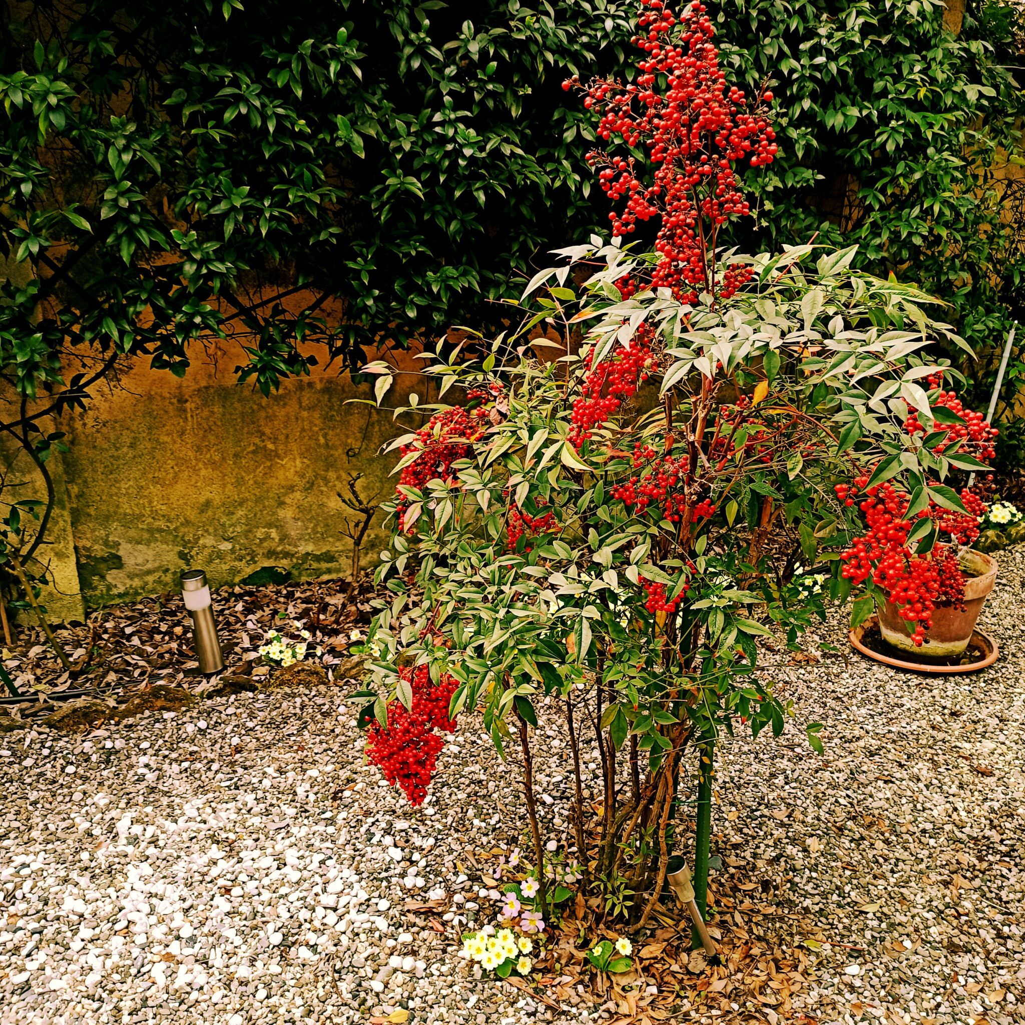 Nandina
