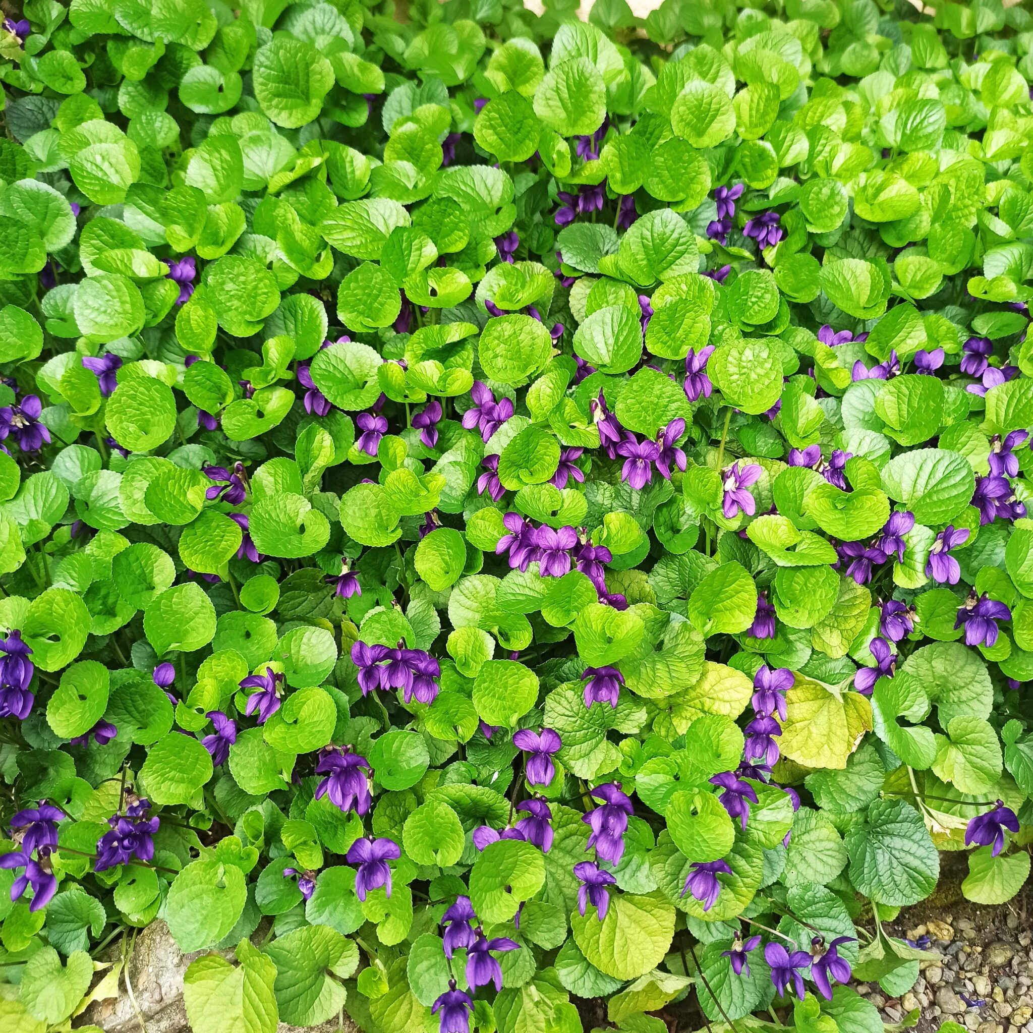 Violette