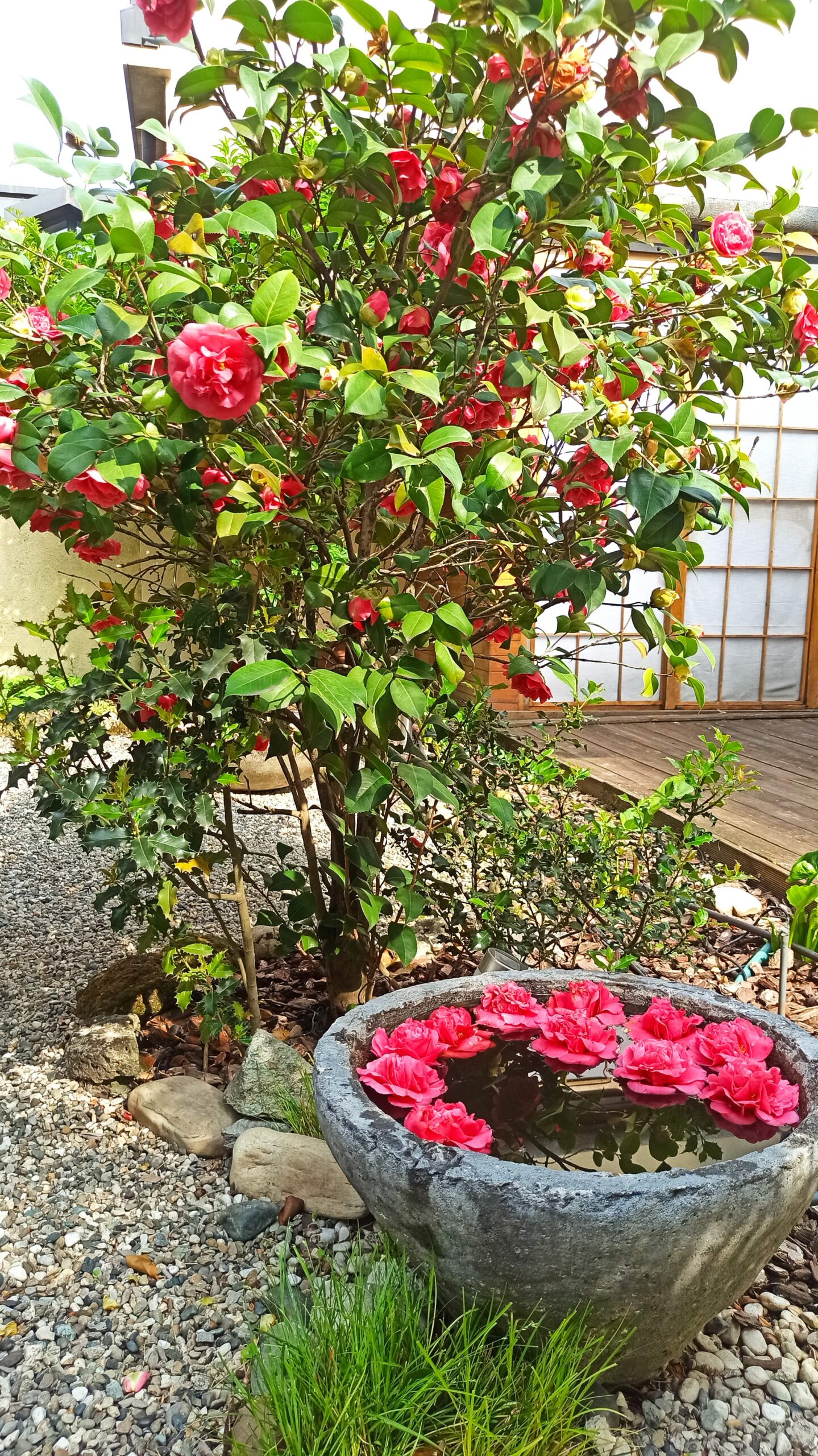 camelia rossa con vaso