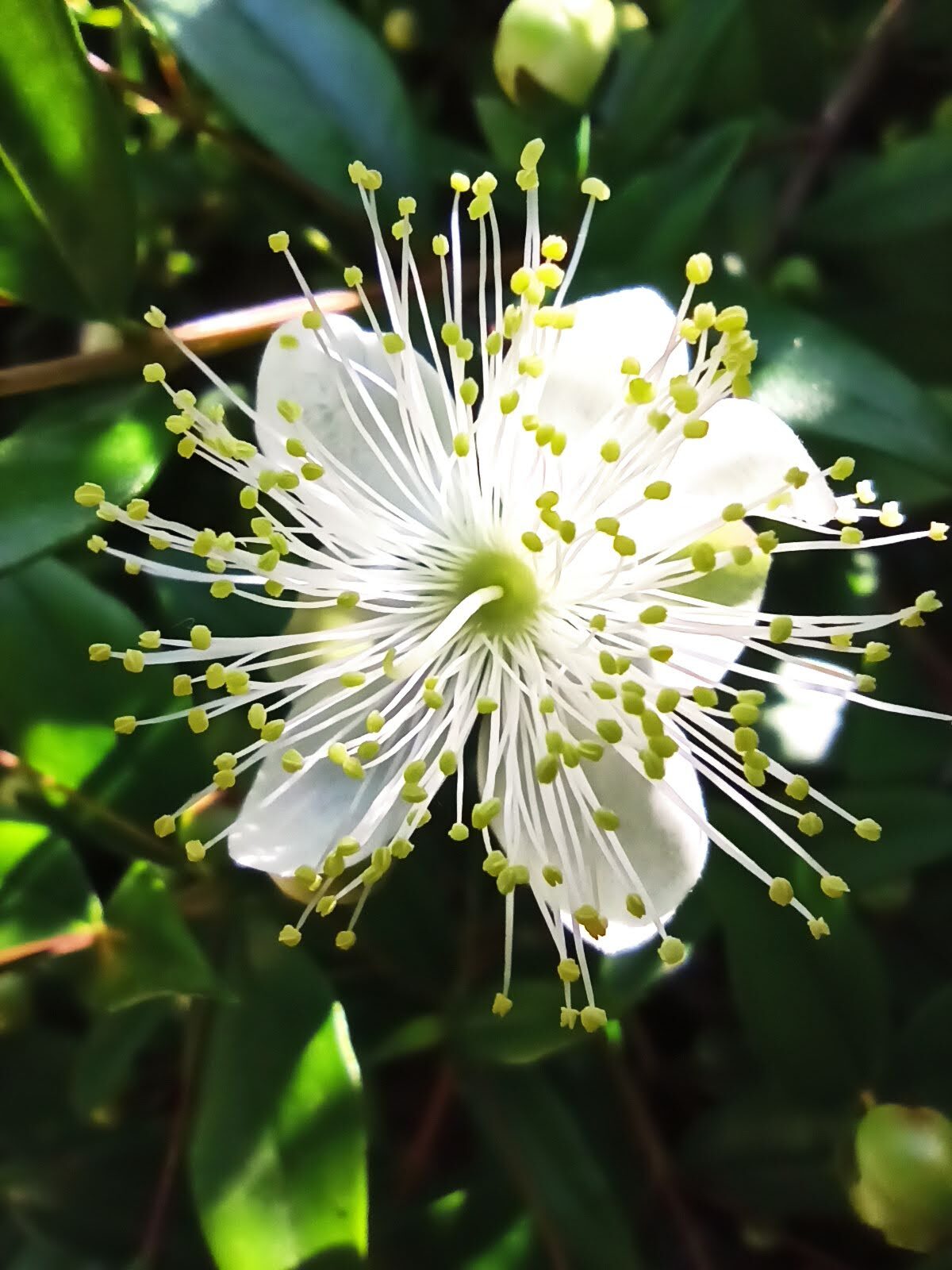 fiore di mirto